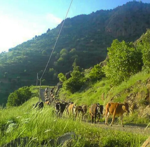 طبیعت زیبای جاده سنندج مریوان