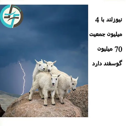 گوسفند naturefarsifacts