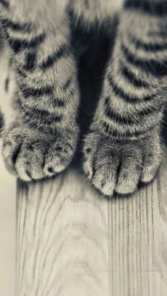 #Kitten paw