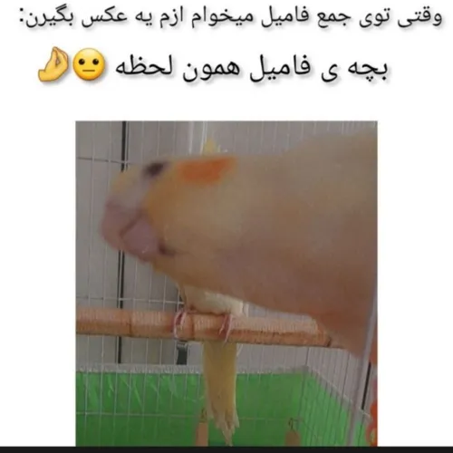 فالو یادتون نره 🙏🙏💚