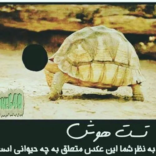 باهوش جواب بدید