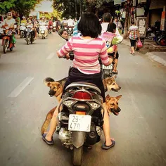 A woman take her three dogs for a ride around the city, H