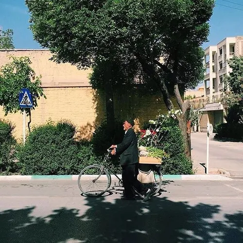 An elderly man walking home along with his bike. Isfahan,