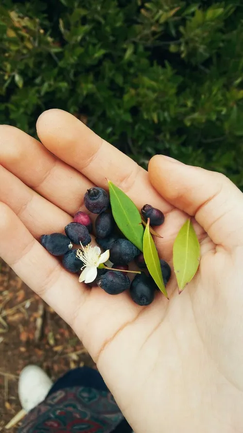 🍇 کسی نمی تواند به طبیعت بگوید چرا زمستان شدی؟