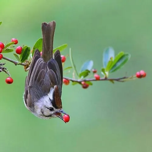 باغبان گر پنج روز صحبت گل بایدش