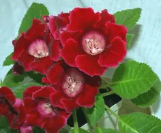 gloxinia