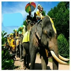 فیل سواری در جشنواره ای در یکی از ایالت های جنوبی #تایلند