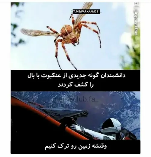 عنکبوت بالدار 🌚