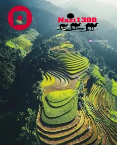 تراس برنج در ساپا - ویتنام