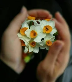 تو سبز ماندی و من برگ برگ خشکیدم