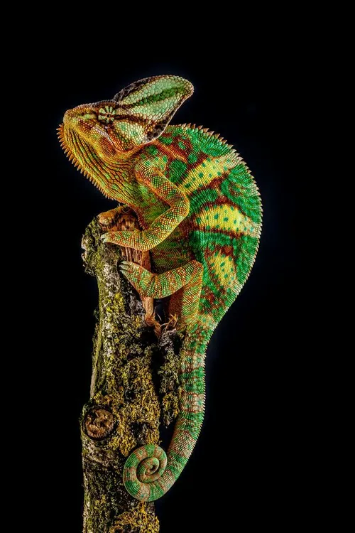 Chameleon