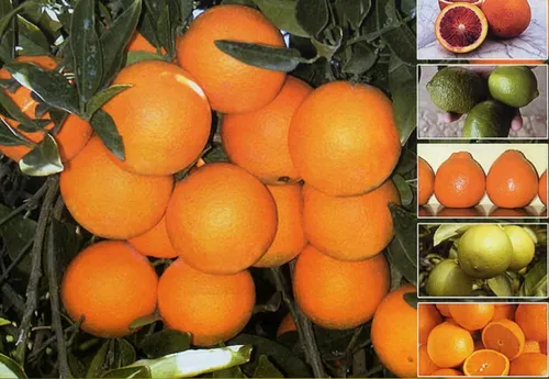 بخون هزار سال پیش نارنج از جاده ابریشم از ایران به چین می