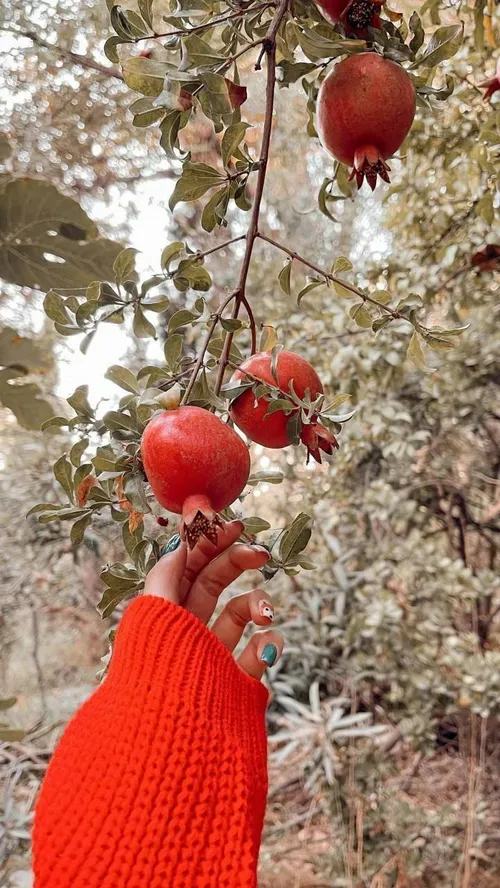 روی لب خود انار داری بانو