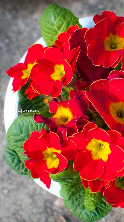 زندگی لنگر می خواهد.