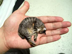 کوچک ترین گربه جهان اگه ندیدی لایک بارون کن..............