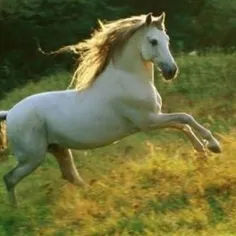اسب زیبا سفید