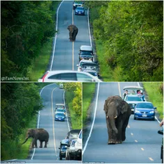 ورود فیل به جاده ای در تایلند .
