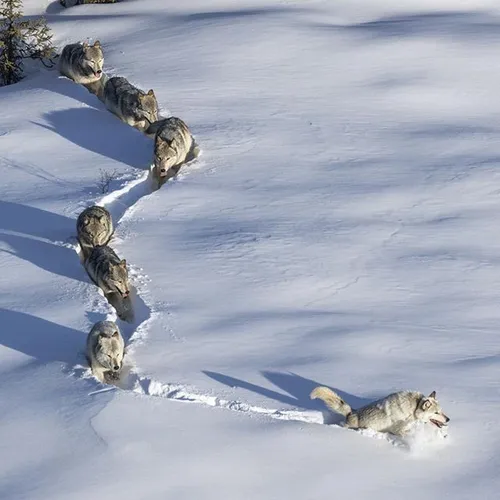 Wolves deep in DenaliNationalPark, Alaska. Leading their 