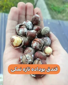 عرضه فندق آجیلی درجه یک 

