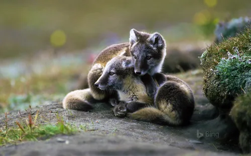📎 Title: Arctic fox kits on Wrangel Island, Russia