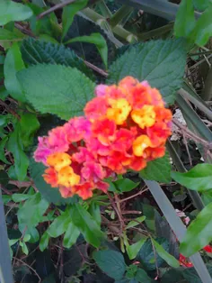 اینم گل#شاه_پسند