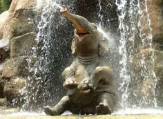 فیل خوشحال