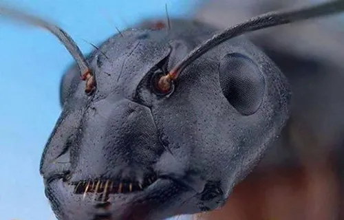 چهره تلسکوپی مورچه