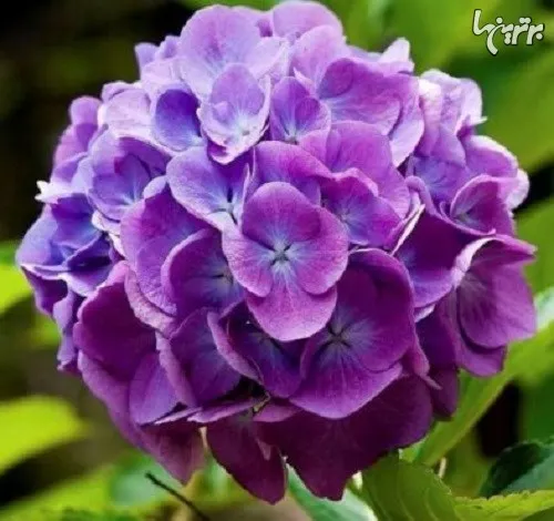 هورتنسیا نوعی گیاه گلدار از خانواده هورتنس است که ۷۰ - ۸۰