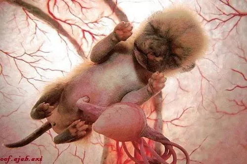 جنین میمون داخل شکم مادرش