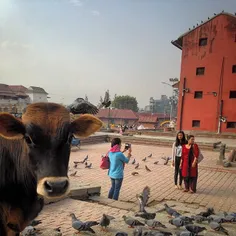 A Nepalese woman takes photo of her friends as a cow is s