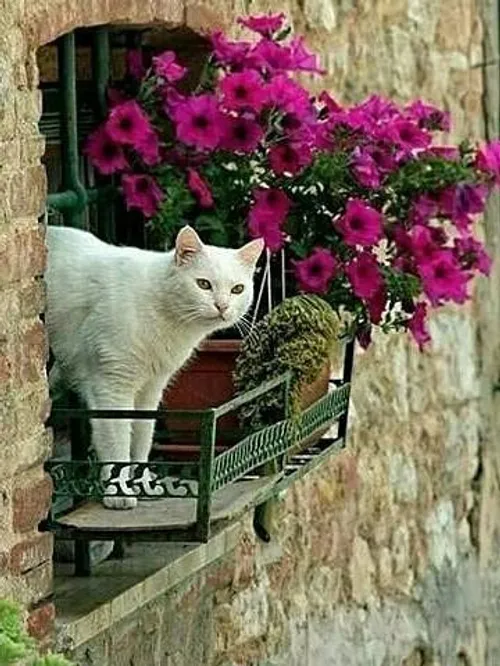 طبیعت زیبا گل زیبا تصویر پس زمینه گربه زیبا ،