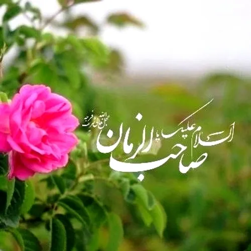 السلام علیک یا اباصالح المهدی