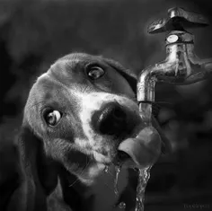 چيه نديدی سگ اينجوری آب بخوره