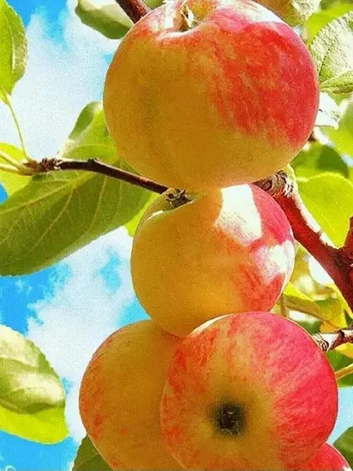 خوراکی میوه ها سیب سفید تصویر پس زمینه ،