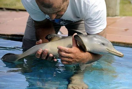 دلفين بچه!!!!