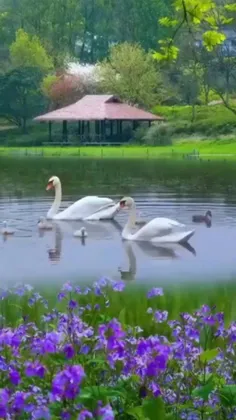 زیبایی ببینیم 😍😍🥰💚💫