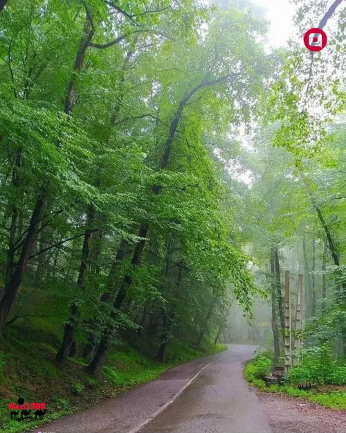 طبیعت زیبای جنگل دالخانی