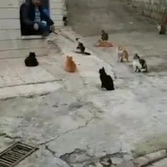 مدرسه گربه ها