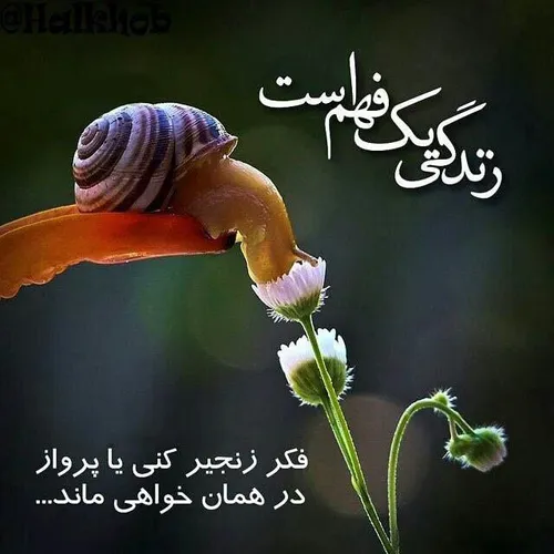 🔷 🔹 زندگی یک فهم است...