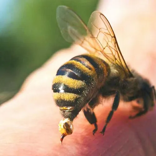 جالب است بدانید که دلیل مرگ زنبور پس از نیش زدن این است ک