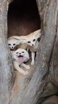 روباه فنک (Fennec fox) یک روباه کوچک بومی بیابان‌های شمال