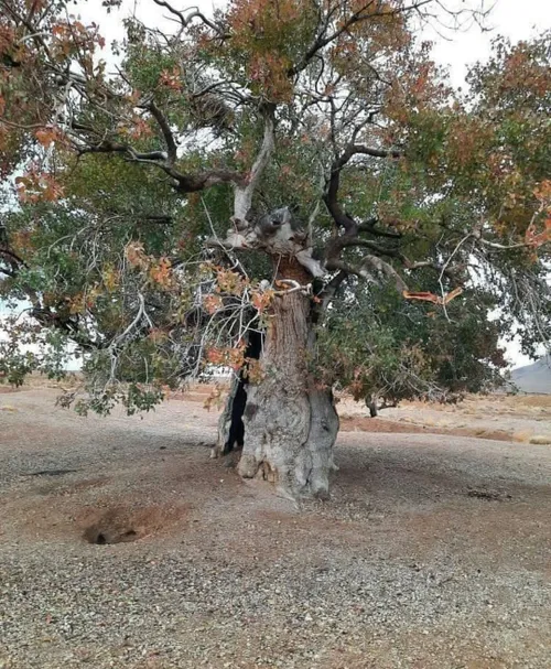 پیر ترین درخت بنه ایران در روستای چنار از توابع شهرستان آ
