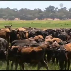 ⭕️بزرگترین گاو دنیا در استرالیا 
