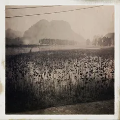 A poetic scene of fulled dead lotuses lake seen from the 