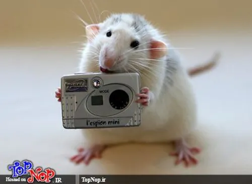 بیا ازت عکس بگیرم!