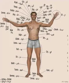 اموزش عضاي بدن به زبان تركي
