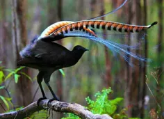 حرکت جالب پرنده نر برای جذب پرنده ماده!