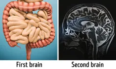 در بدن ما یک به اصطلاح مغز دومی هم وجود دارد که درون روده