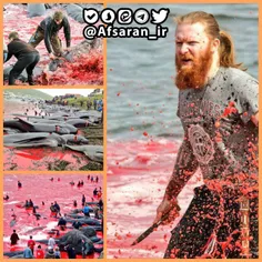 ⭕ ️مراسم قتل عام نهنگ‌ها و دلفین‌ها توسط ماهیگیران در جزا