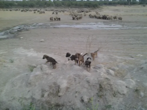 بازهم روستای من